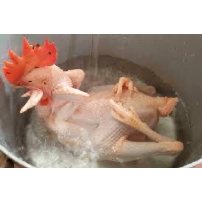 THỊT GÀ , VỊT TƯƠI SỐNG NGUYÊN CON