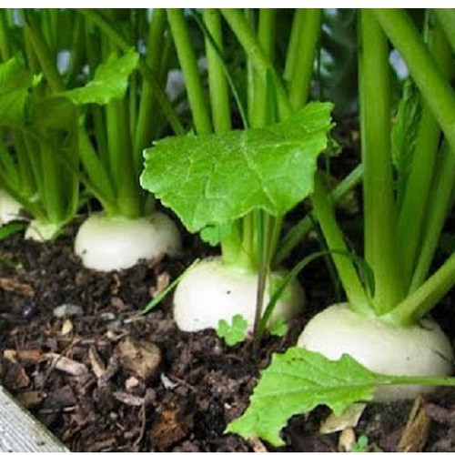 Hạt giống cải củ trắng cao sản - 45 ngày thu hoạch - 1 gói 20gram