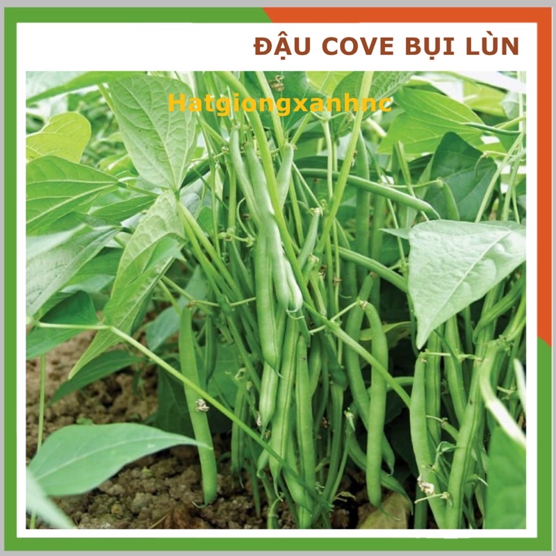 Đậu cove bụi lùn siêu trái, dễ trồng, ko cần leo giàn