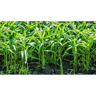 Hạt giống Rau muống 100gram (Trang Nông)