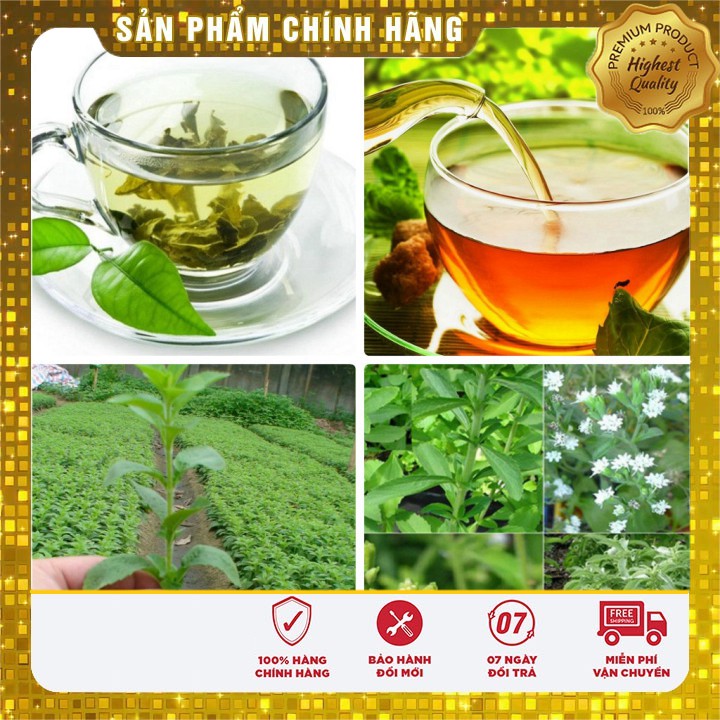 Hạt giống Cỏ Ngọt làm thuốc làm trà thanh nhiệt