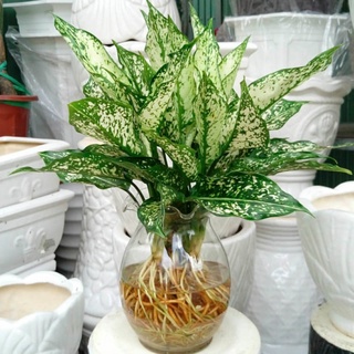 Chậu mềm 🍀🌱 valentin 🍀🌱tình yêu (ngọc ngân)🍀🌱 trồng thuỷ sinh được🍀🌱