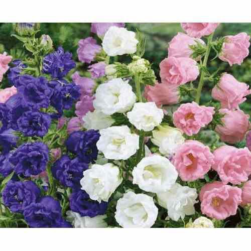 HẠT GIỐNG HOA SAO TÍM KÉP - HOA TRIỆU CHUÔNG - GÓI 0,5 GRAM