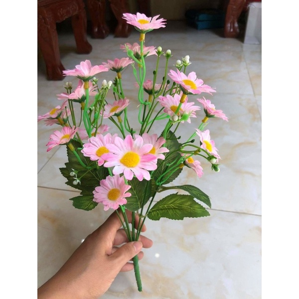 Cúc mi rẻ đẹp