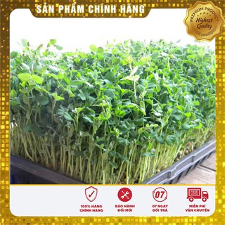 HẠT GIỐNG RAU MẦM ĐẬU HÀ LAN 50 GRAM