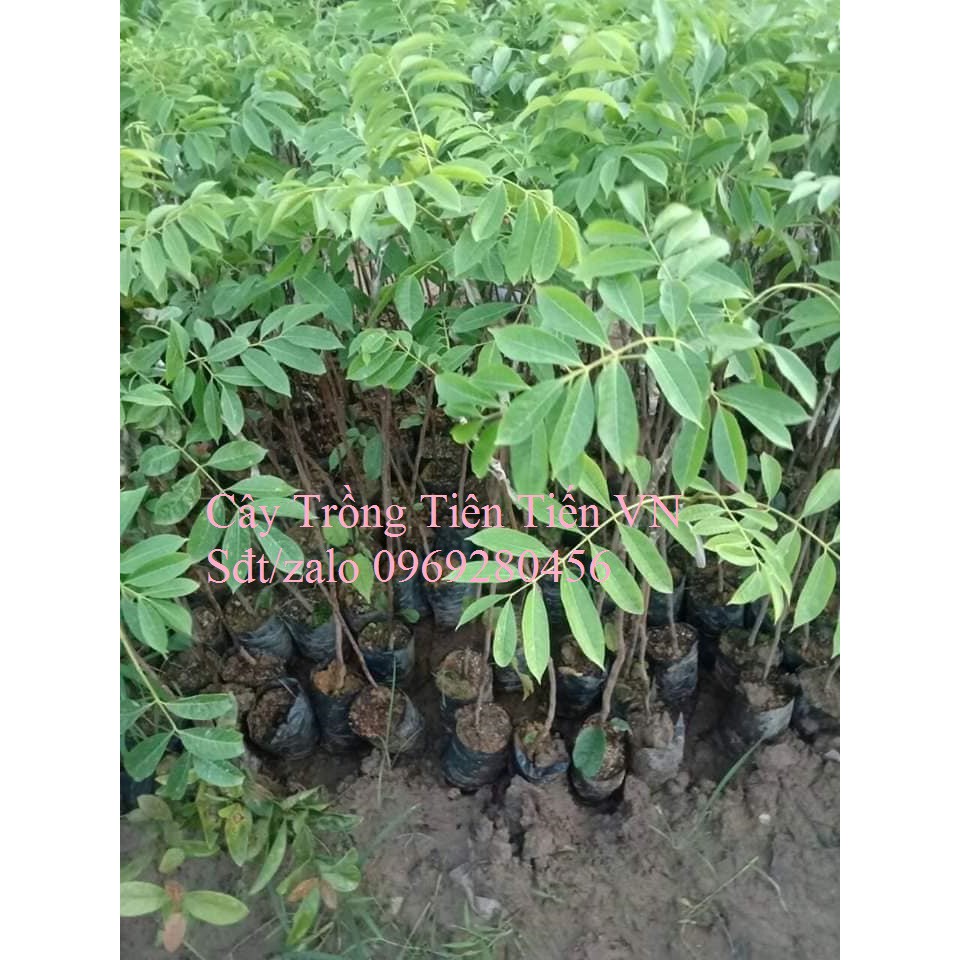 Cây Giống Trám Đen, Trắn