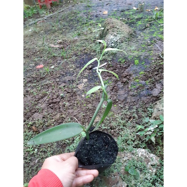 Bầu giống cây vanilla