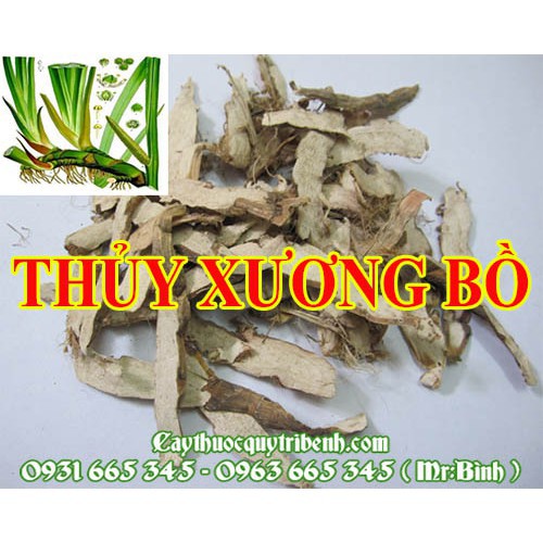 Thủy Xương Bồ 100gr - Hàng Công Ty Cao Cấp - Thảo Dược Thanh Bình