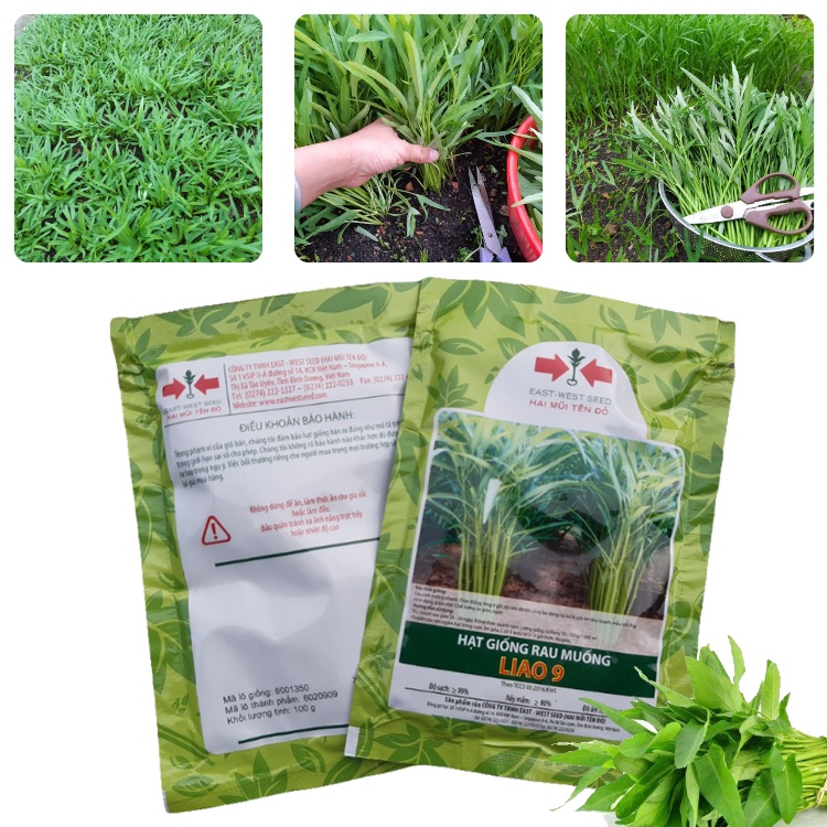 Hạt Giống RAU MUỐNG LIO 9 - Gói 100gr: Giòn, Ngọt, Lá Nhỏ, Thân Dài, Dễ trồng và Chăm Sóc