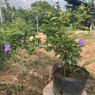 cây nhài nhật cao 45cm