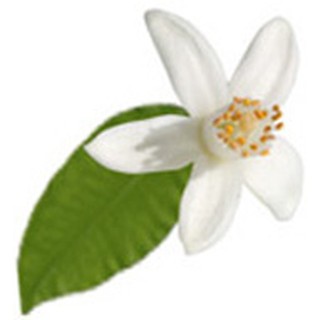 Nước tinh chất Hoa Cam - Hydrolat de Fleurs d'Oranger BIO