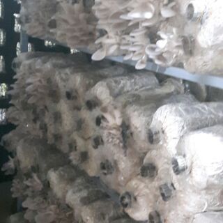 Phôi nấm sò xám Thái