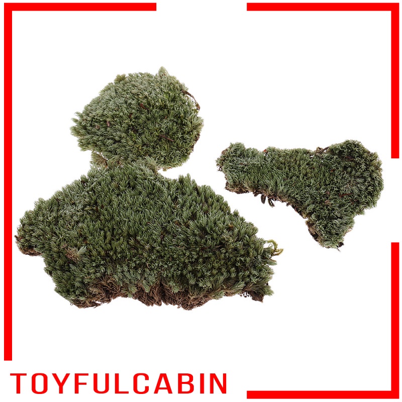 Mô Hình Bãi Cỏ Lichen Moss Màu Xanh Lá Tỉ Lệ 1: 35 DIY