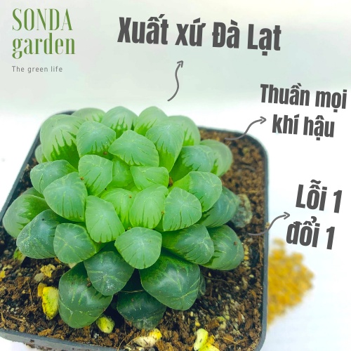 Sen đá kim cương haworthia cooperi SONDA GARDEN size bé 5-7cm, xuất xứ Đà Lạt, khoẻ đẹp, lỗi 1 đổi 1