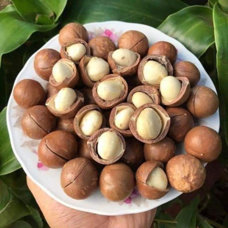 Hạt Macca Tây Nguyên Sấy Nứt Vỏ 500gr  - FREESHIP ĐƠN TỪ 50K
