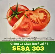 Hạt Giống Cà Chua Beef Lai F1 SESA (3 Hạt)