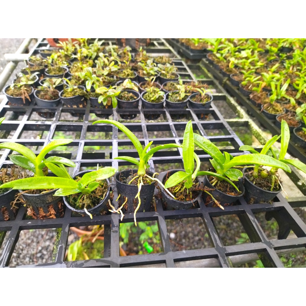 Denro nắng pensoda xưa hoa thơm hàng cây lớn