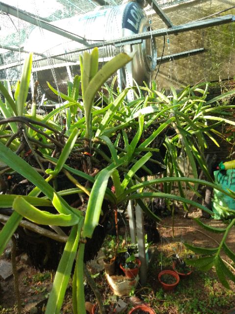 Hoa lan Đuôi Chồn 3 cây - 90k