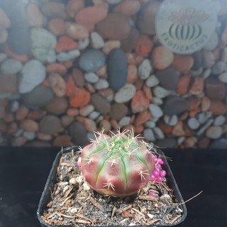 Gymno Damsi đỏ - Gymnocalycium damsii ( 4.1cm - 4.5cm) ( Vườn Xương rồng EXOTICACTUS )