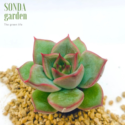 Sen đá đế vương xám SONDA GARDEN size mini 2.5-4cm, xuất xứ Đà Lạt, khoẻ đẹp, lỗi 1 đổi 1