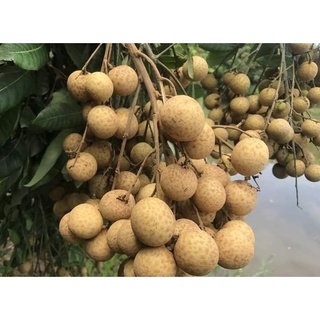 Cây Giống Nhãn Không Hạt Thái Lan (12 tháng cho trái)