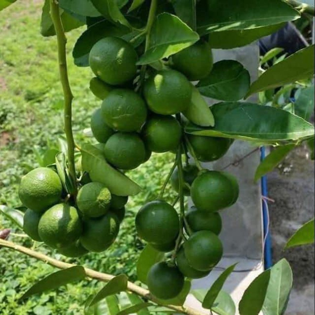Cây giống chanh không hạt tứ quý