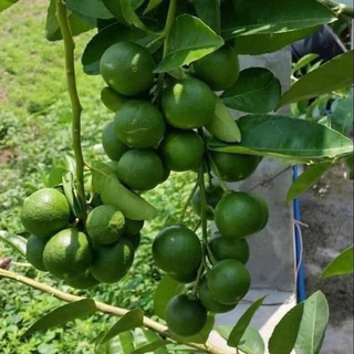 Cây giống chanh không hạt tứ quý