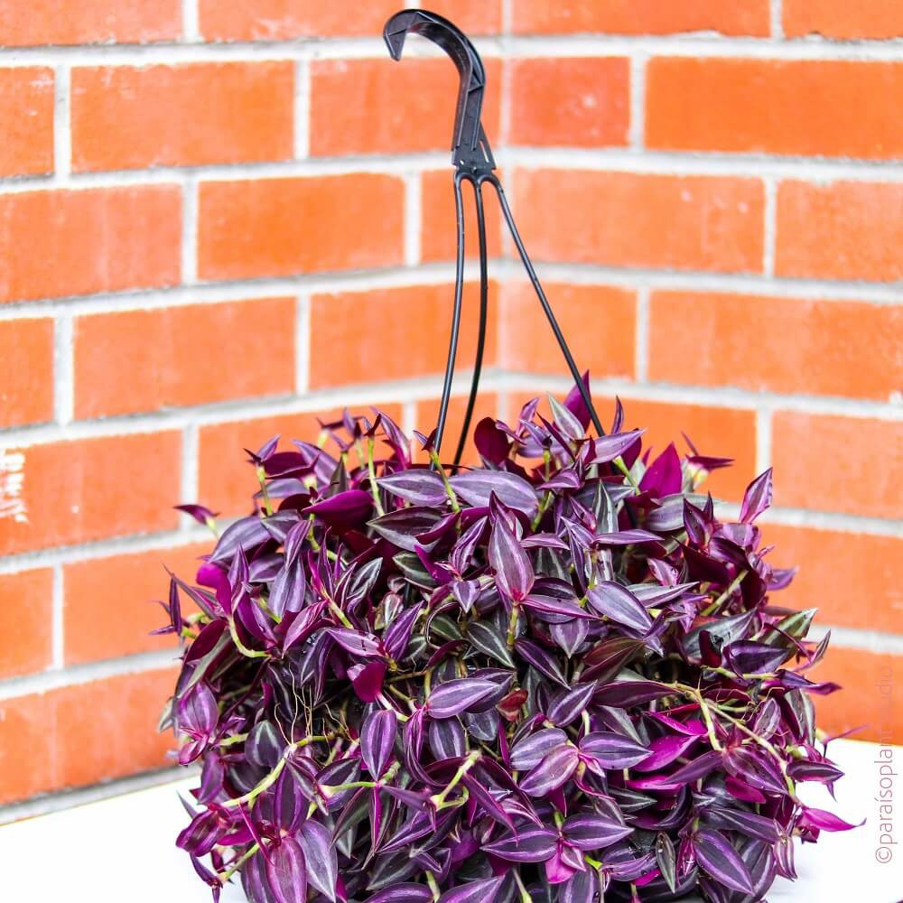 Cây Tradescantia Deep Purple (Thài Lài Siêu Tím, Thài Lài Deep Purple) chậu treo bí ngô