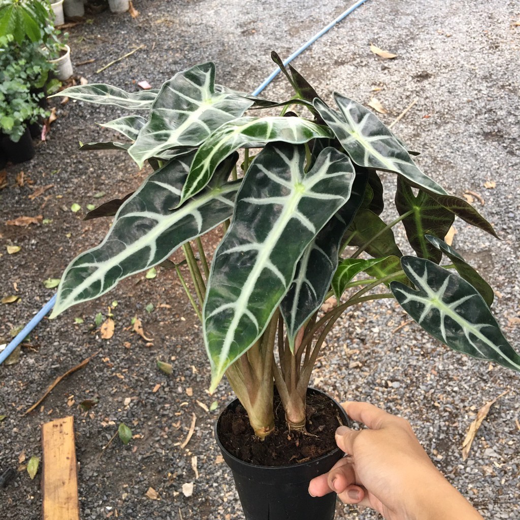 Chậu cây môn quan âm - kiểng lá để bàn đẹp - Alocasia Polly - phân phối bởi NÔNG TRẠI TẠI GIA