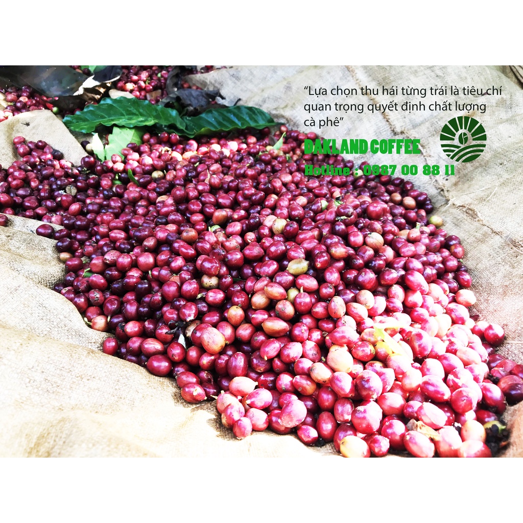 Cà Phê Rang Xay Nguyên Chất - DAKLAND COFFEE- ORIGINAL | BigBuy360 - bigbuy360.vn