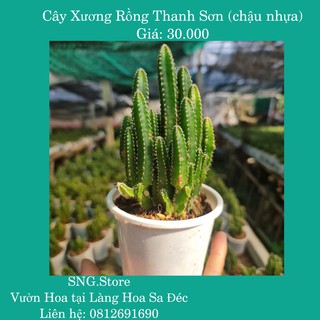 Cây Xương Rồng Thanh Sơn (Size 15cm, đường kính chậu: 10cm, chậu nhựa) – Xương rồng, cây trồng trong nhà, giá tốt