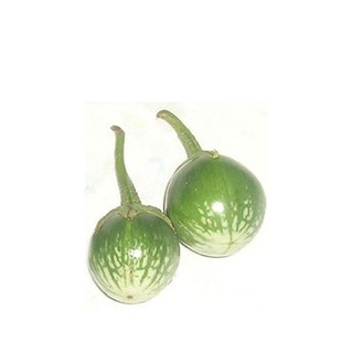 Hạt giống Cà bát ta da ếch