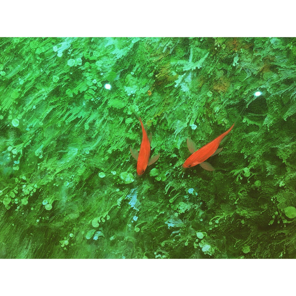 [Bộ 4KG] Keo đổ nhựa làm khuôn, tranh 3D trong suốt loại tốt đổ khối vẽ cá 3D Epoxy Resin Ultra Clear DTAB2-A50 LH