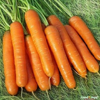 Hạt giống cà rốt siêu củ f1