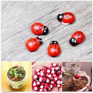 Con bọ cánh cứng trang trí tiểu cảnh sen đá, xương rồng