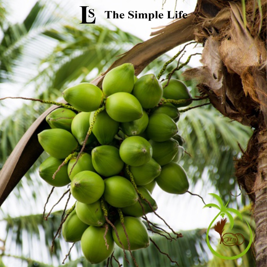 Dừa tươi gọt sẵn, nước dừa tươi ngon giá rẻ, ngọt nước tươi mát, giải tỏa cơn khát mùa hè, đem lại cảm giác sảng khoái