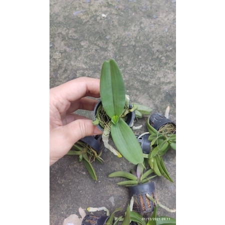 Lan Đai châu Nghinh xuân Ngọc điểm lá mít cây giống màu sổ xố