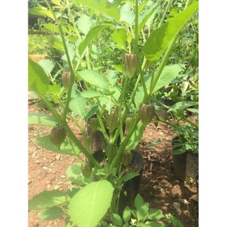 Trái tầm bóp/thù lù/lồng đèn tươi nhà trồng đảm bảo sạch 100%, giá 17k/100g