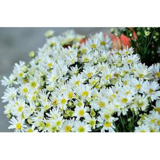 500 hạt giống hoa cúc hoạ my trắng
