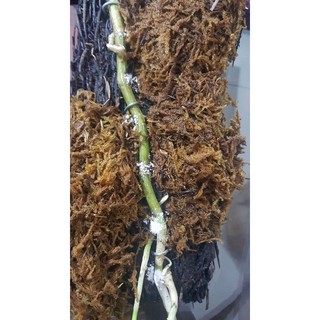 SIÊU KÍCH RỄ ROOTING POWDER