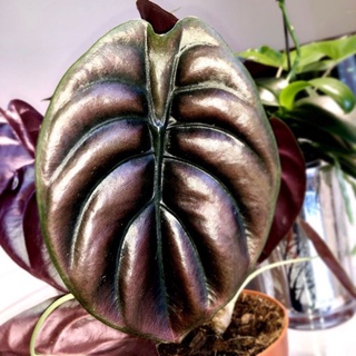 cây Alocasia cuprea