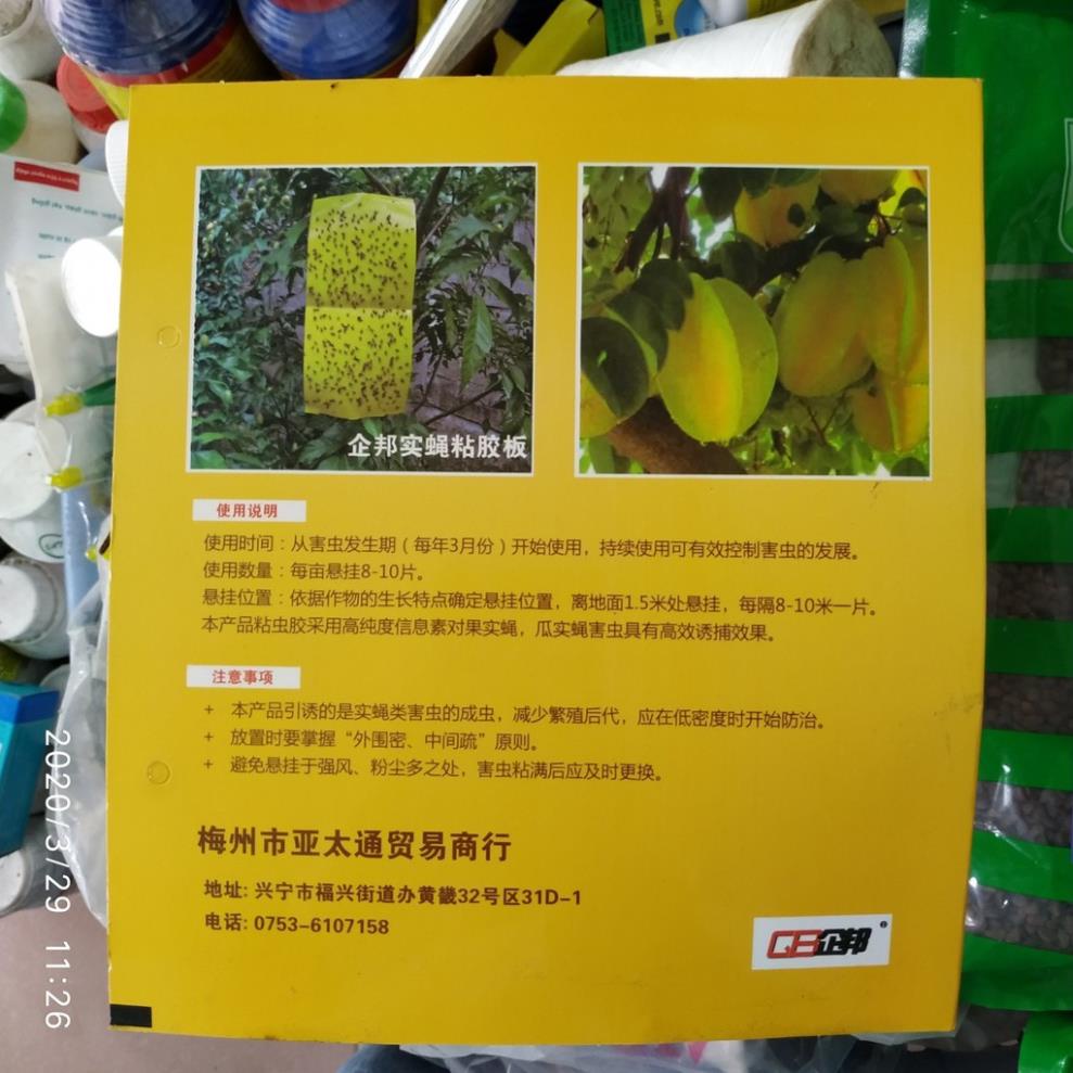 Vỉ bẫy ruồi vàng đục trái