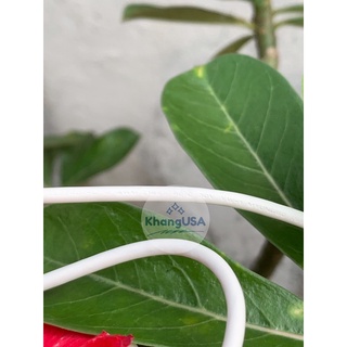 Cáp Micro hàng công ty(cáp sịn giá rẻ)