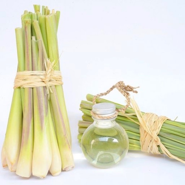 Tinh dầu lọ 100ml các mùi hương (Tràm, quế, sả chanh, cam ngọt, bạc hà, cafe, hoa bưởi, trà xanh, hương trầm) - Tinh dầu spa Thương hiệu No brand | ALamDep.com