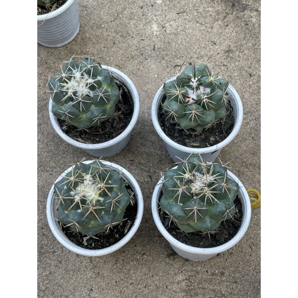 Xương rồng cory sắp hoa