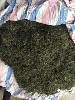 1Kg Giảo cổ lam hoà bình( chuẩn 100% nguyên chất)