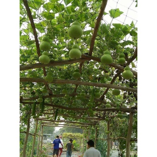 Hạt giống bầu hồ lô cao sản - 6 hạt