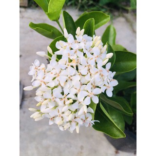 Bông trang trắng lá trung