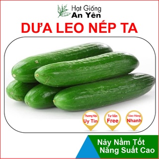 Hạt giống Dưa Leo Nếp Ta thu hoạch sớm, dễ trồng, nảy mầm cao, sinh trưởng khoẻ