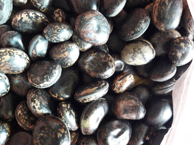 Hạt đậu lào ( hạt rắn cắn)10k/1hat mua 10 hạt tặng 3 hạt